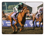 Breeders' Cup Classic 27 Photo Set 8x10