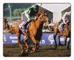 2008 Breeders' Cup 14 Photo Set 8x10 2008 Breeders' Cup 14 Photo Set 8x10
