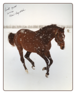 A.P. Indy at Lanes End Farm Signed 8x10 Photo