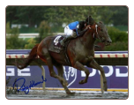 Curlin 2007 BC Classic #1 8x10 Photo Signed