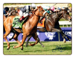 Main Sequence 2014 Breeders’ Cup Turf 8×10 Signed