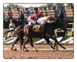 Sarava 2002 Belmont Stakes 8" x 10" Photo Signed