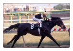 Seattle Slew 1977 Preakness Stakes #411