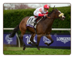 Stephanie’s Kitten 2015 Breeders Cup Filly and Mare Turf